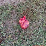 Man torn to pieces in traffic accident