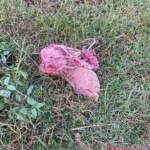 Man torn to pieces in traffic accident