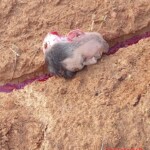Motorcyclist decapitated after slamming into steel support cable