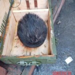 Severed head of Ukrainian soldier as war trophy