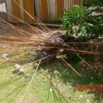 Tribal war in Papua