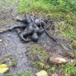 Two criminals burned by enraged mob