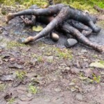 Two criminals burned by enraged mob