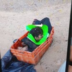 Brutally executed by CJNG cartel