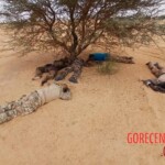 Dozens of bodies of dead Malian soldiers found in desert