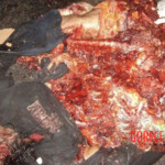Farmer completely crushed by agricultural machinery