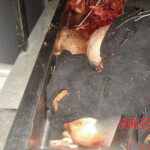 Farmer completely crushed by agricultural machinery