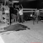 Guatemalan woman shot dead inside store