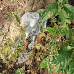 Hanged man found in Cambodian forest