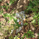 Hanged man found in Cambodian forest