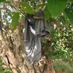 Hanged man found in Cambodian forest