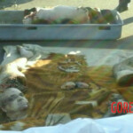 Leader of Brazilian Brotherhood gang murdered and dismembered