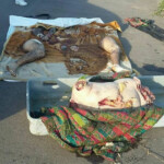 Leader of Brazilian Brotherhood gang murdered and dismembered