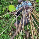 Victims of Papuan tribal wars