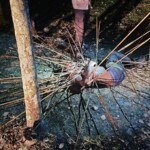 Papuan villager impaled by dozens of arrows