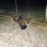 Papuan villager impaled by dozens of arrows