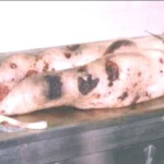 Photos of female victims of Tuzla massacre