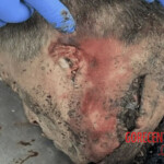 Serbian farmer decapitated by small tractor