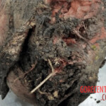 Serbian farmer decapitated by small tractor