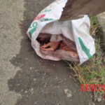 Transgender woman found dismembered inside plastic bag