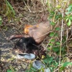 Two young women brutally murdered days apart