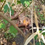 Two young women brutally murdered days apart