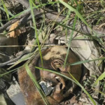 MIX: Dead Russian soldiers