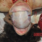 Autopsy of stabbed Chinese woman