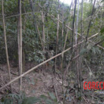 Chinese woman found hanged in forest