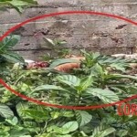 Dismembered body found with revenge note