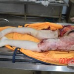 Fall from building killed her and tore off her leg