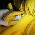 Initial examination of dead Chinese woman