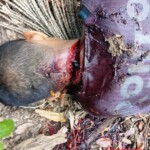 Man hacked to death with machete during acai berry gathering